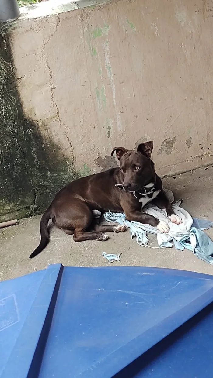 Cachorro ra a Pit-Bull  idade 2 anos nome Apollo