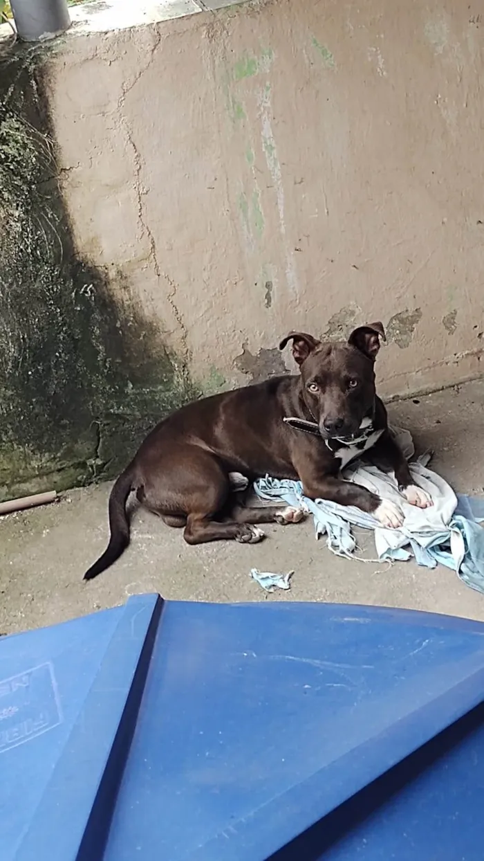 Cachorro ra a Pit-Bull  idade 2 anos nome Apollo