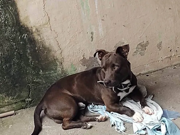 Cachorro ra a Pit-Bull  idade 2 anos nome Apollo