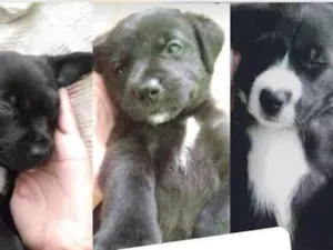Cachorro raça Vira-lata  idade Abaixo de 2 meses nome Não tem
