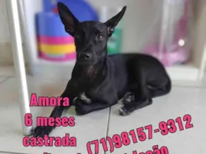 Cachorro raça Srd idade 7 a 11 meses nome Amora castrada 
