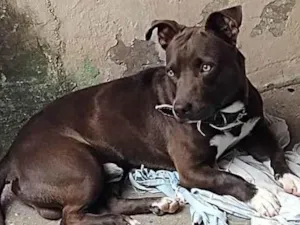 Cachorro raça Pit-Bull  idade 2 anos nome Apollo