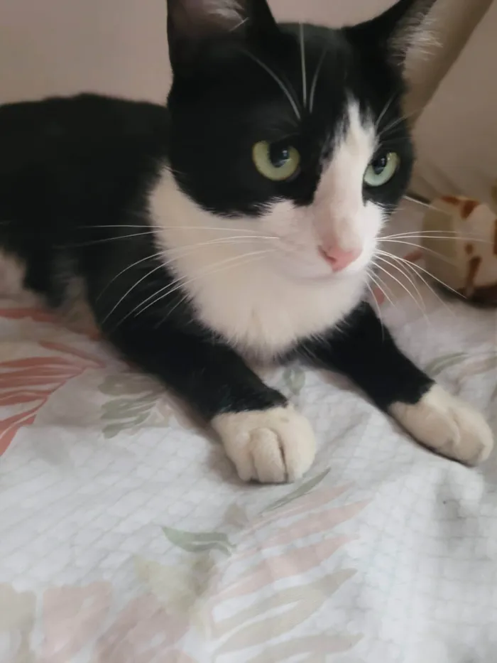 Gato ra a SRD-ViraLata idade 1 ano nome BELLA