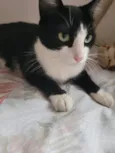 BELLA