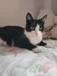 BELLA