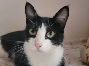 Gato raça SRD-ViraLata idade 1 ano nome BELLA