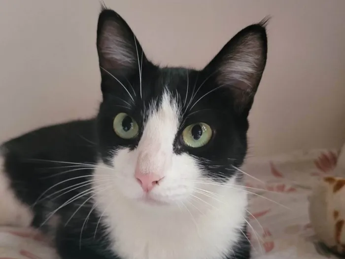Gato ra a SRD-ViraLata idade 1 ano nome BELLA