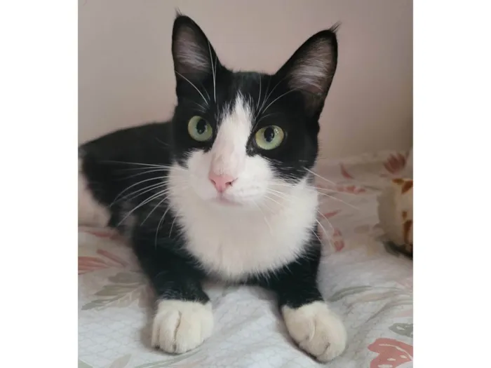 Gato ra a SRD-ViraLata idade 1 ano nome BELLA