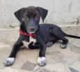Cachorro raça SRD-ViraLata idade 2 a 6 meses nome Catarina