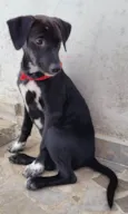 Cachorro raça SRD-ViraLata idade 2 a 6 meses nome Catarina
