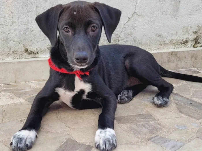Cachorro raça SRD-ViraLata idade 2 a 6 meses nome Catarina