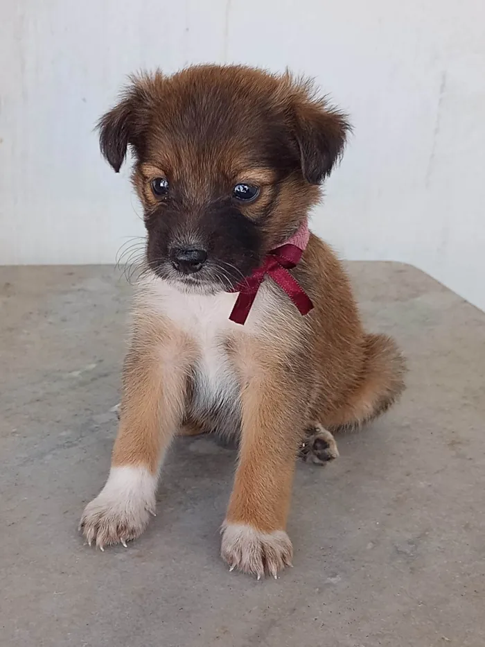 Cachorro ra a Vira-latas idade Abaixo de 2 meses nome Caramelo, Marrom, Cinza e Preta