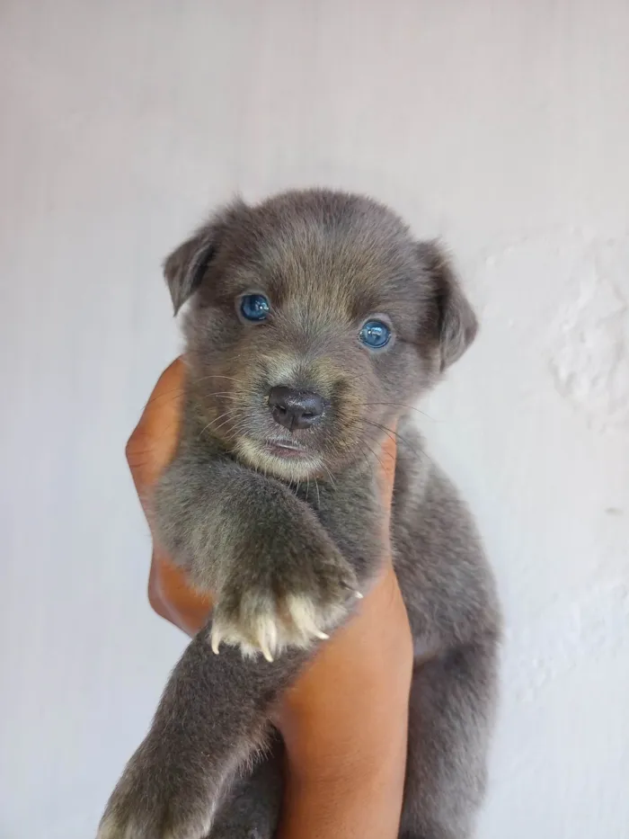 Cachorro ra a Vira-latas idade Abaixo de 2 meses nome Caramelo, Marrom, Cinza e Preta