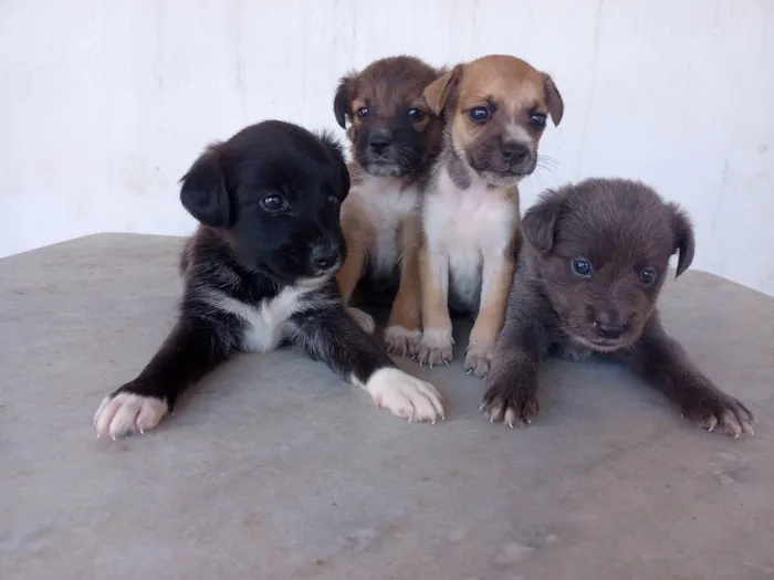 Cachorro ra a Vira-latas idade Abaixo de 2 meses nome Caramelo, Marrom, Cinza e Preta