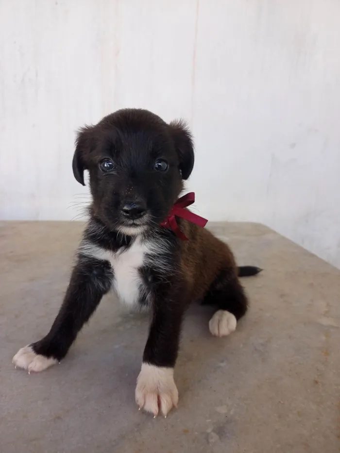 Cachorro ra a Vira-latas idade Abaixo de 2 meses nome Caramelo, Marrom, Cinza e Preta