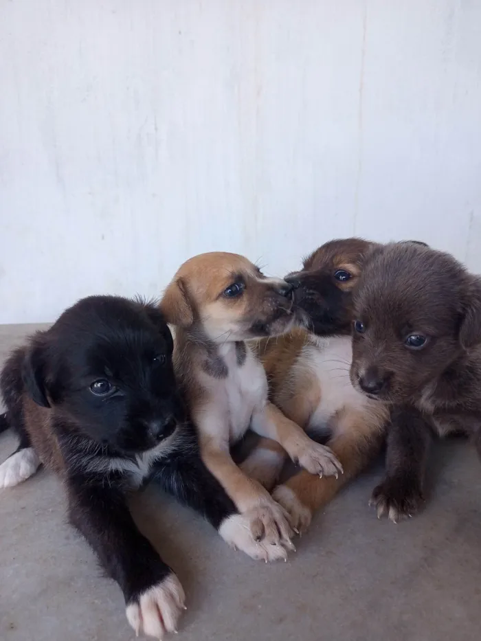 Cachorro ra a Vira-latas idade Abaixo de 2 meses nome Caramelo, Marrom, Cinza e Preta