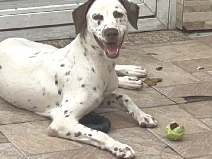 Cachorro ra a SRD-ViraLata idade 1 ano nome Floquinho