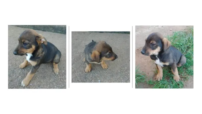 Cachorro raça SRD-ViraLata idade 2 a 6 meses nome Sem nome ainda