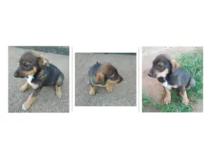 Cachorro raça SRD-ViraLata idade 2 a 6 meses nome Sem nome ainda