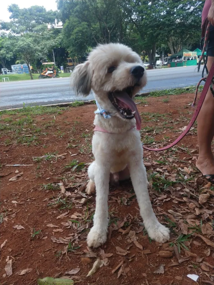 Cachorro ra a SRD-ViraLata idade 1 ano nome Johnny