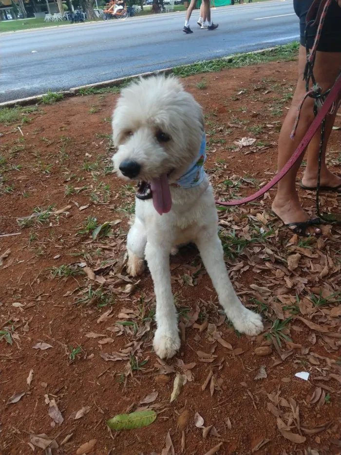 Cachorro ra a SRD-ViraLata idade 1 ano nome Johnny