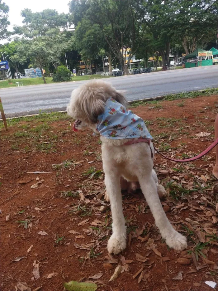 Cachorro ra a SRD-ViraLata idade 1 ano nome Johnny