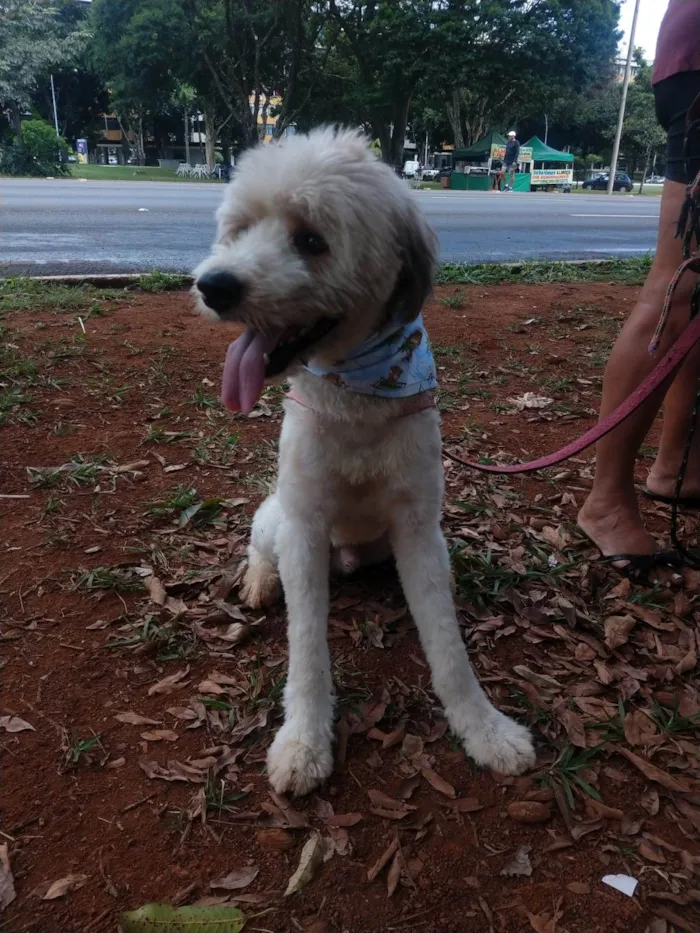 Cachorro ra a SRD-ViraLata idade 1 ano nome Johnny