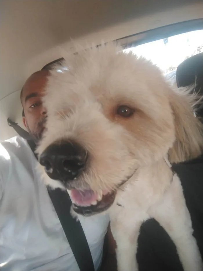 Cachorro ra a SRD-ViraLata idade 1 ano nome Johnny