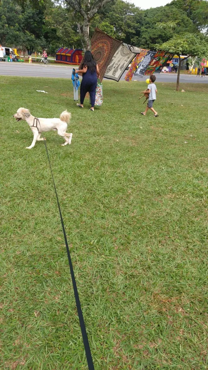 Cachorro ra a SRD-ViraLata idade 1 ano nome Johnny