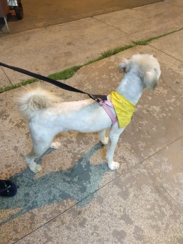 Cachorro ra a SRD-ViraLata idade 1 ano nome Johnny