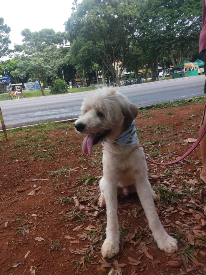 Cachorro ra a SRD-ViraLata idade 1 ano nome Johnny