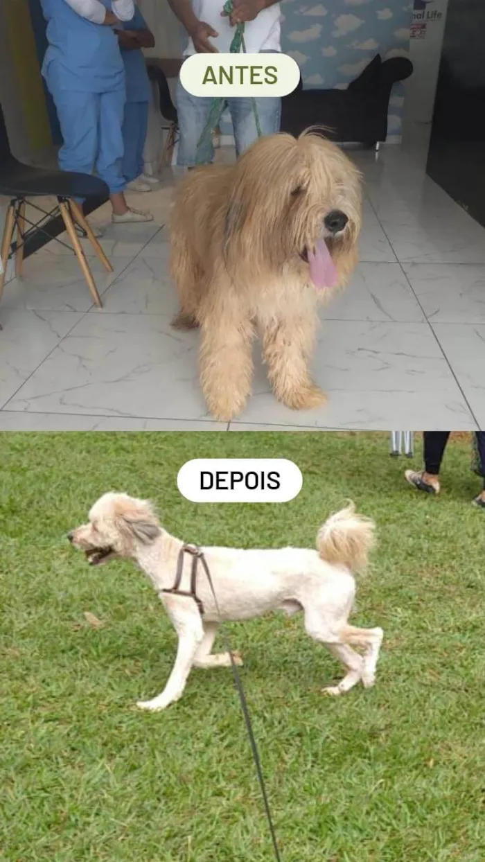 Cachorro ra a SRD-ViraLata idade 1 ano nome Johnny