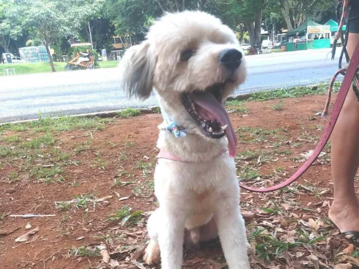 Cachorro ra a SRD-ViraLata idade 1 ano nome Johnny