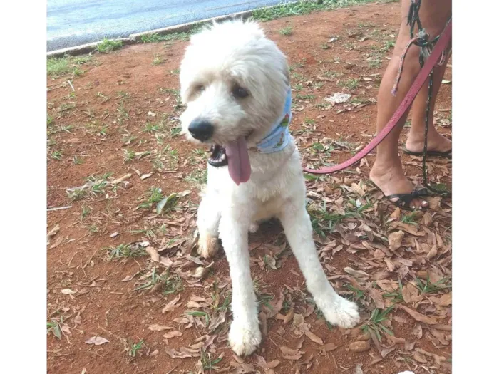 Cachorro ra a SRD-ViraLata idade 1 ano nome Johnny
