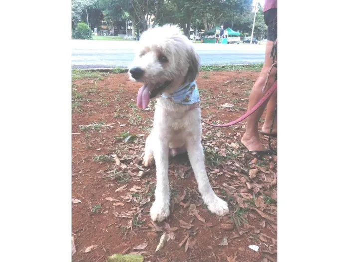 Cachorro ra a SRD-ViraLata idade 1 ano nome Johnny
