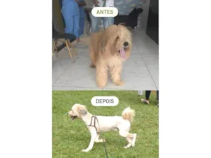 Cachorro raça SRD-ViraLata idade 1 ano nome Johnny