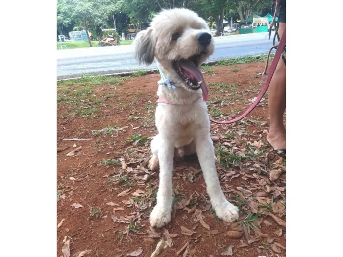 Cachorro ra a SRD-ViraLata idade 1 ano nome Johnny