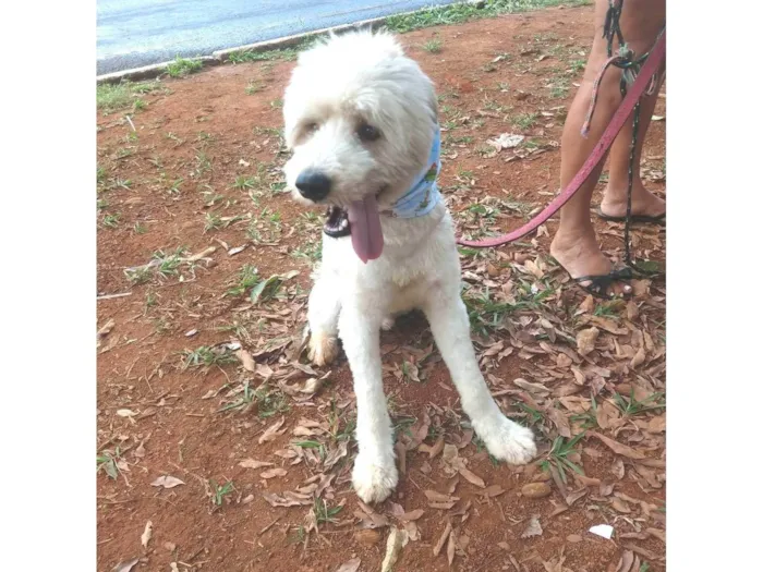Cachorro ra a SRD-ViraLata idade 1 ano nome Johnny