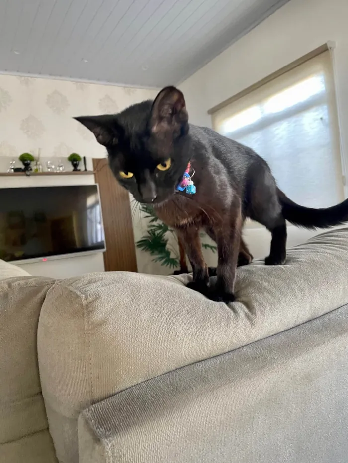 Gato ra a SRD-ViraLata idade 7 a 11 meses nome Nao tem nome, foi resgatada na rua 