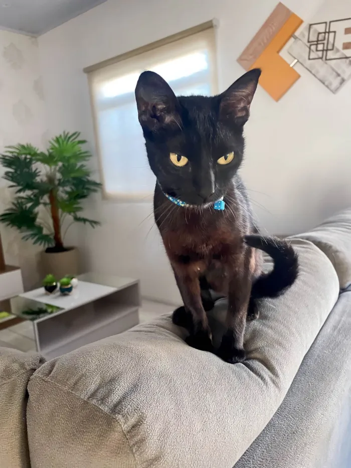 Gato ra a SRD-ViraLata idade 7 a 11 meses nome Nao tem nome, foi resgatada na rua 