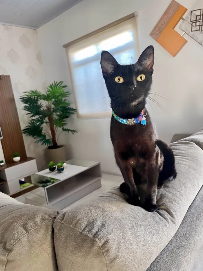Gato ra a SRD-ViraLata idade 7 a 11 meses nome Nao tem nome, foi resgatada na rua 