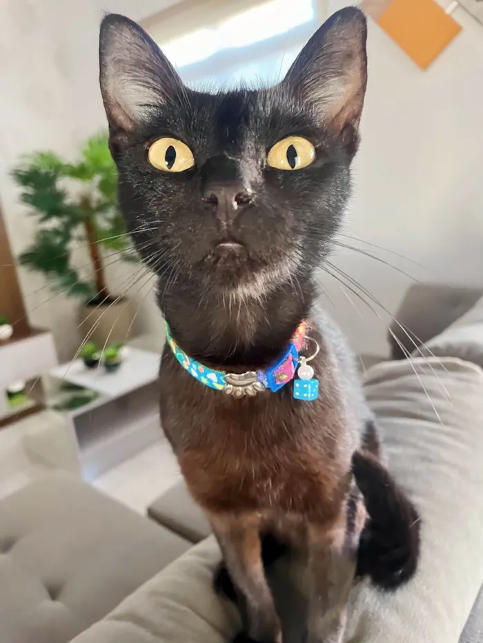 Gato ra a SRD-ViraLata idade 7 a 11 meses nome Nao tem nome, foi resgatada na rua 