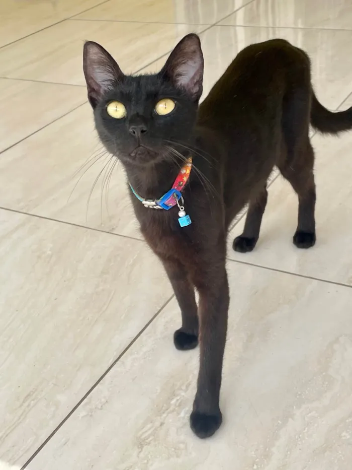Gato ra a SRD-ViraLata idade 7 a 11 meses nome Nao tem nome, foi resgatada na rua 