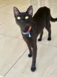 Nao tem nome, foi resgatada na rua