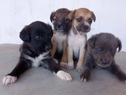 Cachorro raça Vira-latas idade Abaixo de 2 meses nome Caramelo, Marrom, Cinza e Preta