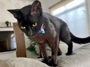 Gato raça SRD-ViraLata idade 7 a 11 meses nome Nao tem nome, foi resgatada na rua 