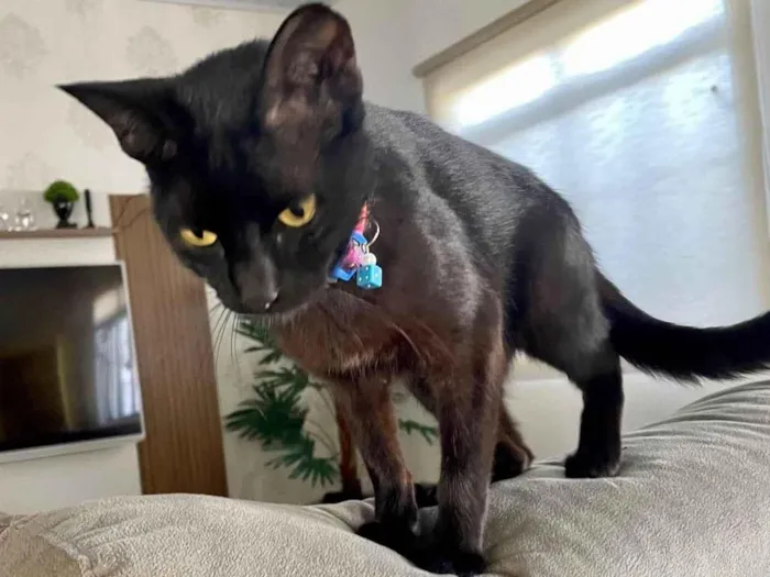 Gato ra a SRD-ViraLata idade 7 a 11 meses nome Nao tem nome, foi resgatada na rua 