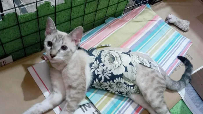 Gato ra a Srd idade 7 a 11 meses nome Cristal