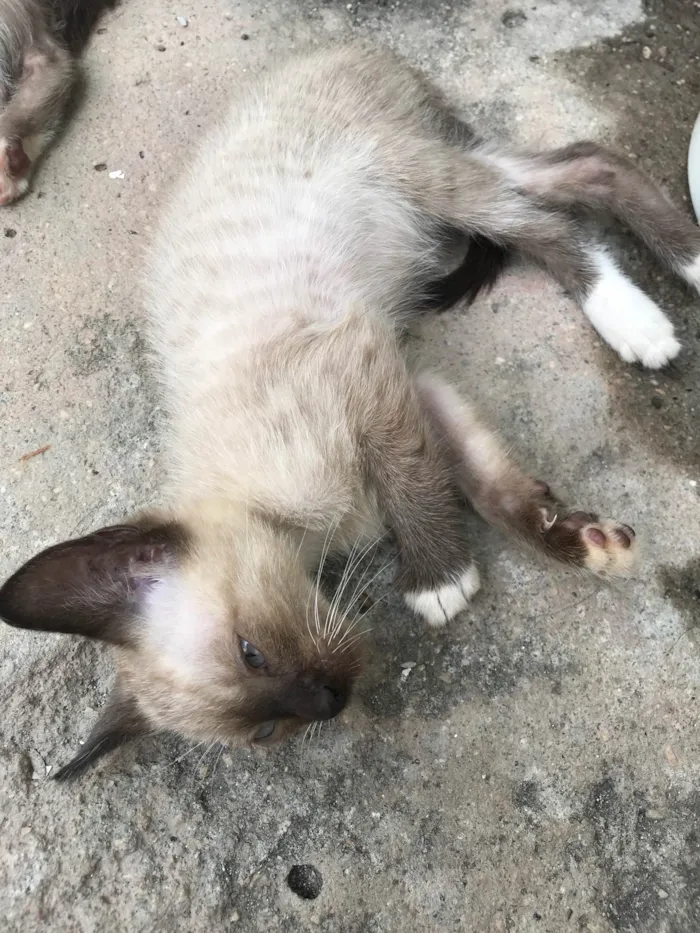 Gato raça SRD-ViraLata idade 2 a 6 meses nome Sem nome ainda