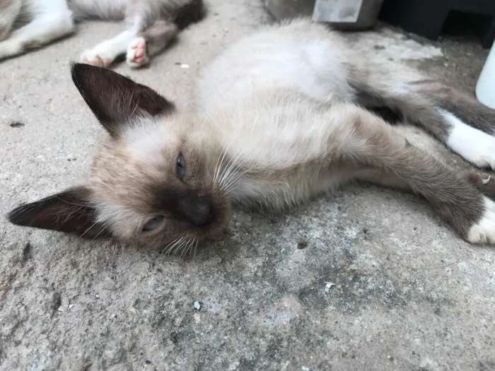 Gato raça SRD-ViraLata idade 2 a 6 meses nome Sem nome ainda